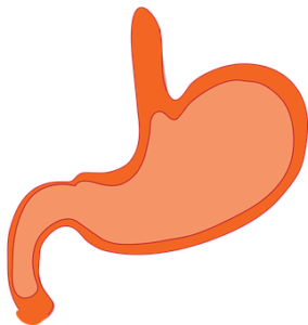 digestive system